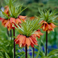 Rot Fritillaria Blumensamen zur Aussaat Garten beliebt Traditionssorte & ohne Gentechnik Samen Hausgarten