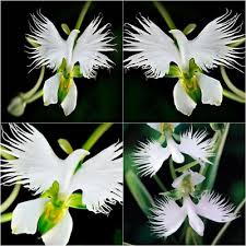 Egret Orchidee Blumensamen zur Aussaat – Garten beliebt – Traditionssorte & ohne Gentechnik Samen Hausgarten