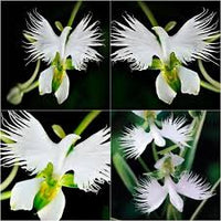 Egret Orchidee Blumensamen zur Aussaat – Garten beliebt – Traditionssorte & ohne Gentechnik Samen Hausgarten