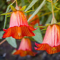Canarina Blumensamen zur Aussaat – Wildblume Mischung – Traditionssorte & ohne Gentechnik Samen Hausgarten
