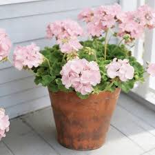 Violett Rosa Geranie Blumensamen zur Aussaat lang Blüte Saison Traditionssorte & ohne Gentechnik Samen Hausgarten