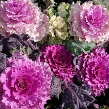 Semillas de col rizada Pink Nagoya para plantar - Variedad de hortaliza vibrante