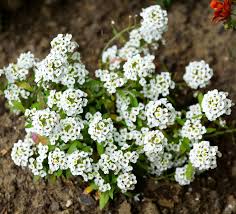 Alyssum Lobularia Blumensamen zur Aussaat – pflegeleicht – Traditionssorte & ohne Gentechnik Samen Hausgarten