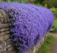 Lavendel Aubrieta Cultorum Blumensamen zur Aussaat duftend Blüten Traditionssorte & ohne Gentechnik Samen Hausgarten