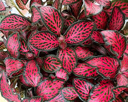 Rot Fittonia Verschaffeltii Blumensamen zur Aussaat – Anzucht – Traditionssorte & ohne Gentechnik Samen Hausgarten