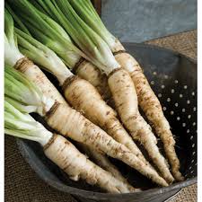Salsify Gemüse Planting Samen for Your Garden