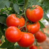 Beefmaster Rot Tomate Samen zum Pflanzen - Gemüse Garden Samen