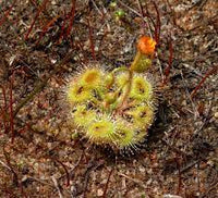 Drosera glanduligera (pimpernel sundew) blume samen for anpflanzung - sun loving, heirloom & gmo free samen for home garten
 
 sale samen for anpflanzung in home garten