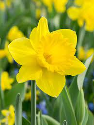 Thick gelb narcissus blume samen for anpflanzung - cottage garten essential, heirloom & gmo free samen for home garten
 
 sale samen for home garten
