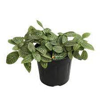 Fittonia albivenis, weiß nerve blume samen for anpflanzung - garten favorite, heirloom & gmo free samen for home garten
 
 sale for anpflanzung in home garten.