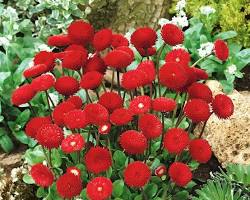 Fresh blooming blume samen for anpflanzung – heirloom, non-gmo, drought tolerant garten samen
 
 sale for anpflanzung in home garten.