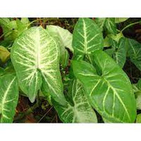 Caladium Blumensamen zur Aussaat – robust Sorte – Traditionssorte – ohne Gentechnik – Keimung Garten Samen