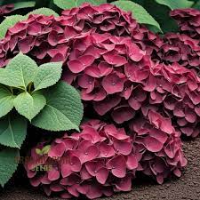 Hydrangea blume samen for anpflanzung - compact growth, heirloom & gmo free samen for home garten
 
 sale for anpflanzung in home garten.
