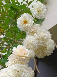 Weiß (weiß rose) samen for anpflanzung in home garten