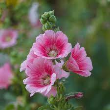 100 Stück