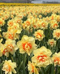 Light gelb daffodil blume samen for anpflanzung - perfect for borders, heirloom & gmo free samen for home garten
 
 sale samen for home garten