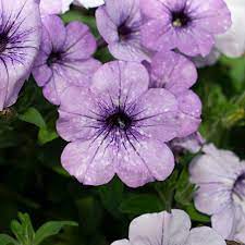 Light blau petunia blume samen for anpflanzung easy to grow heirloom & gmo free samen for home garten 
 
 sale for anpflanzung in home garten
