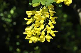 Gelb laburnum anagyroides tree samen anpflanzung