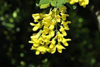 Gelb laburnum anagyroides tree samen anpflanzung