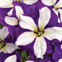 Petunia blume samen for anpflanzung - blau & weiß vibrant displays