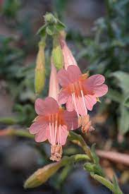 Epilobium Canum Blumensamen zur Aussaat duftend Blüten Traditionssorte & ohne Gentechnik Samen Hausgarten