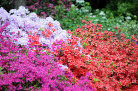 Colorful azalea blume samen for anpflanzung