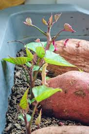 Süße potato gemüse samen aussaat redish brown