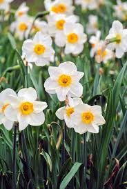Daffodils blume samen anpflanzung weiß