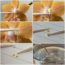 Dark orange phalaenopsis orchid samen for anpflanzung blume