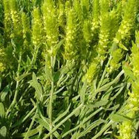 Sideritis Scardica Samen For Aussaat