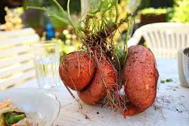 Gelbe süße potato gemüse samen für aussaat - grow your own nutrient-rich harvest