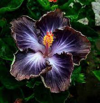Rot schwarz hibiscus samen for exotic garten blumen - ideal indoor and outdoor anpflanzung blume