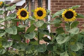 Sunflower samen for anpflanzung - bright gelb variety blume