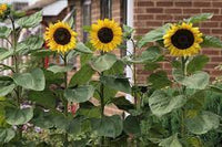 Sunflower samen for anpflanzung - bright gelb variety blume