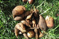 Yacon aussaat samen - grow fresh fruit at home gemüse samen