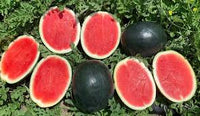 Densuke-Wassermelonen-Fruchtsamen für einfaches Anpflanzen