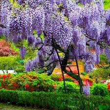 Wisteria samen for anpflanzung: grow beautiful climbing blooms blume