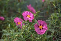 Hardy cistus blume samen for anpflanzung
