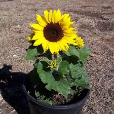 Sunflower bonsai anpflanzung blume samen schwarz