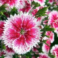 Weiß mix dianthus samen for anpflanzung - elegant blume blooms