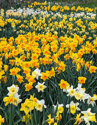 Perennial orange gelb daffodil anpflanzung samen - perfect for fall pflanze samen