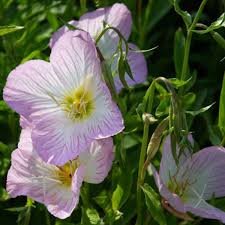 Weiß Rosa Primel Malacoides Samen Blumensamen zur Aussaat leuchtend Traditionssorte & ohne Gentechnik Samen Hausgarten