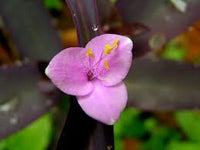 Tradescantia Pallida Blumensamen zur Aussaat – farbenfroh Schau – Traditionssorte & ohne Gentechnik Samen Hausgarten