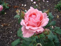 Rose Queen Elizabeth Blumensamen zur Aussaat – leuchtend – Traditionssorte & ohne Gentechnik Samen Hausgarten