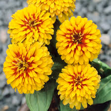 Gelb zinnia blume samen for vibrant anpflanzung