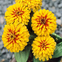 Gelb zinnia blume samen for vibrant anpflanzung