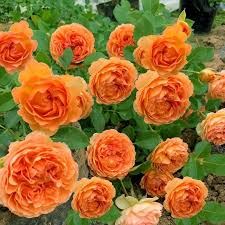 Kamelie Orange Blumensamen zur Aussaat – leuchtend – Traditionssorte & ohne Gentechnik Samen Hausgarten