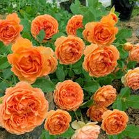 Kamelie Orange Blumensamen zur Aussaat – leuchtend – Traditionssorte & ohne Gentechnik Samen Hausgarten