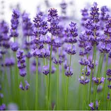 Lavendel Rosemary Blumensamen zur Aussaat – robust Sorte – Traditionssorte & ohne Gentechnik Samen Hausgarten