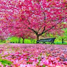 Rosa Fraseri Serrulata Blumensamen zur Aussaat – ideal Rabatten – Traditionssorte & ohne Gentechnik Samen Hausgarten